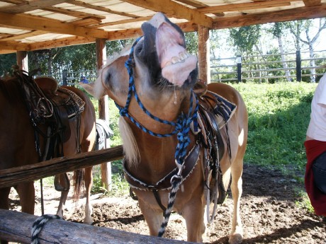 halter valley - hafling.jpg